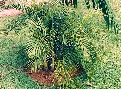 Dypsis lutescens