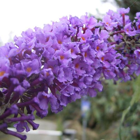 Empire Blue, un soi de liliac de vara pentru parcuri si gradini elegante