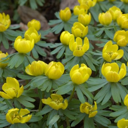 Flori de februarie. Eranthis hyemalis 
