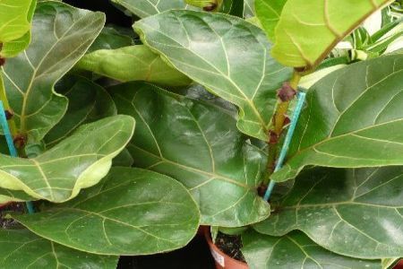 Ficus lyrata sau falsul smochin