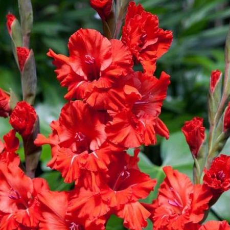 Gladiole Fire Ruffle