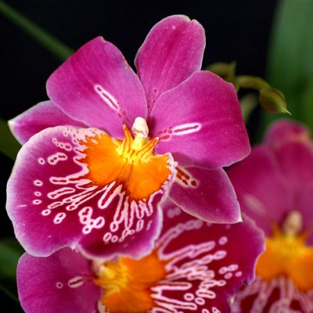 Miltonia, frumusetea Americii Latine intr-un ghiveci de flori