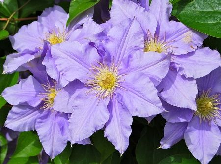 Florile de Clematis