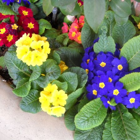 10 motive pentru care unele plantari nu reusesc