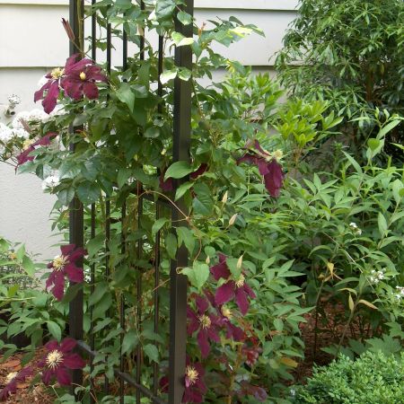 Clematite, decorative si usor de intretinut