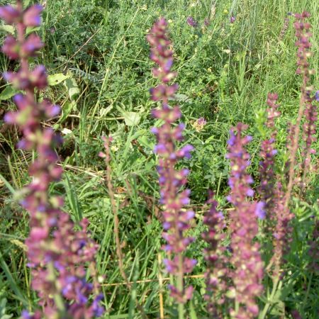 Plantele alergene