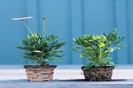 Cum sa alegeti o planta sanatoasa 