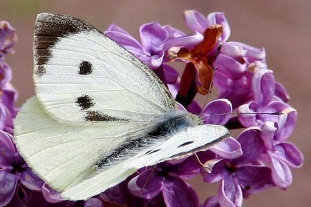 Tratamente naturale pentru sanatatea plantelor