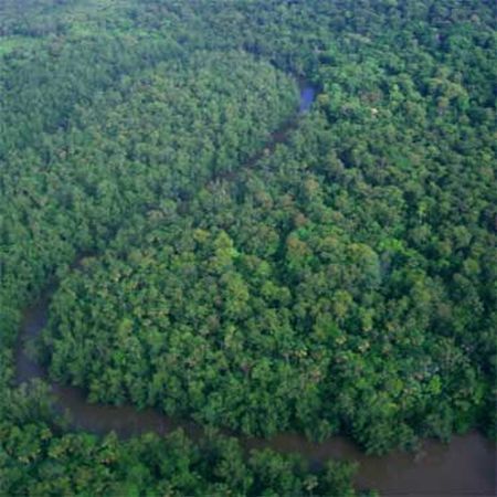 Padurea ecuatoriala - plamanul verde al planetei