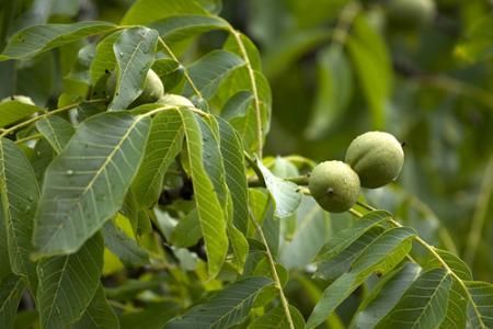 Plante folositoare in caz de hipocalcemie 