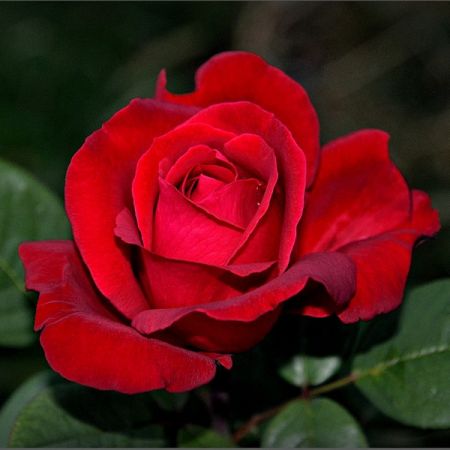 Trandafirii Fulgurante, o excelenta alegere pentru gradini de neuitat