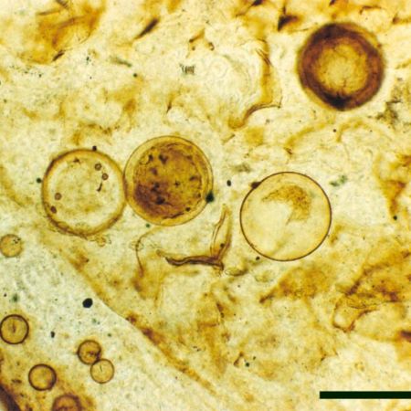 Tipuri de factori care cauzeaza boli la plante