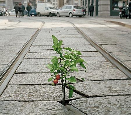 Urban gardening – noul trend in oras