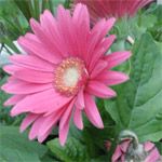 Gerbera