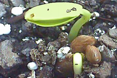 Germinarea semintelor