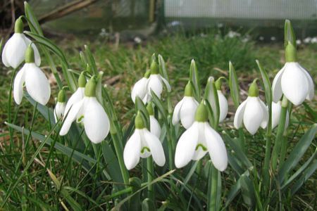 Galanthus nivalis sau Ghiocelul alb - vestitorul primaverii
