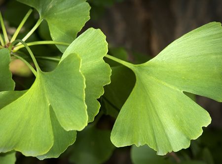 Efectul sanatos al frunzelor Ginkgo biloba