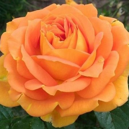 Trandafirul Goldelse, ideal pentru gradini si parcuri
