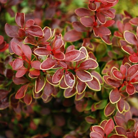 Berberis thunbergii Golden Ring