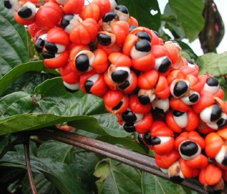 Cofeina din jungla: Guarana