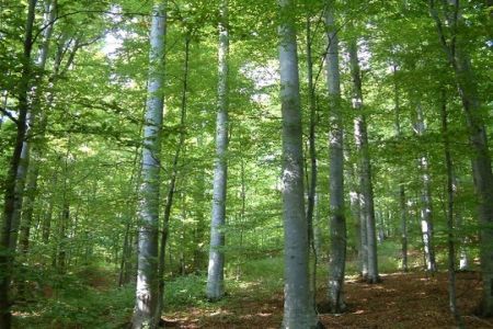 Rezervatia Naturala Padurea Hagieni