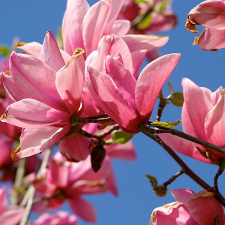 Magnolia Heaven Scent, o alegere inspirata pentru orice gradina