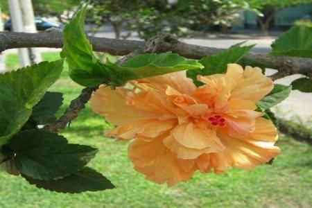 Plante de interior: Hibiscus