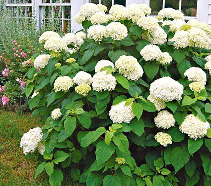 Hortensia Annabelle - mult alb pentru gradina 