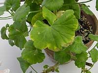 Simptome si cauze ale imbolnavirii plantelor