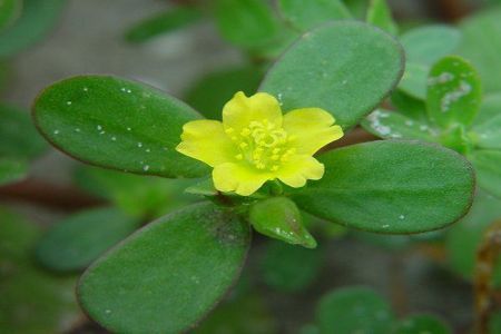 Iarba grasa sau Portulaca oleraceea