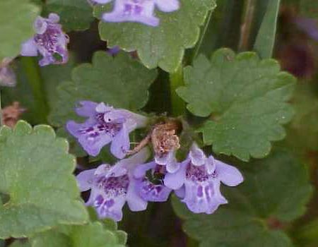 Glechoma hederacea - iedera terestra decorativa