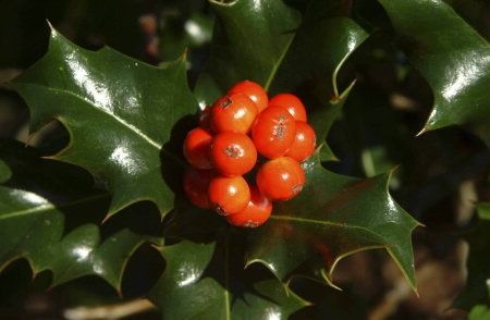 Arbusti decorativi. Ilex.