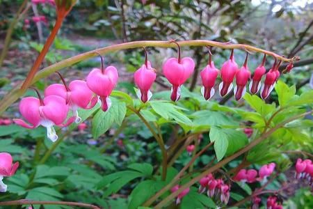 Dicentra spectabilis, o planta perena de toamna-iarna