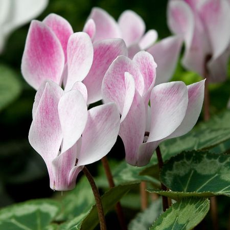 Cyclamen - sfaturi elementare pentru ingrijirea plantei  