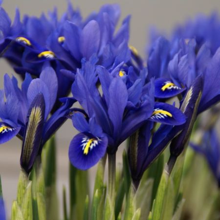 Iris Harmony 