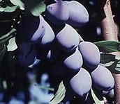Italian