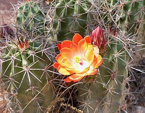 Ingrijirea corespunzatoare a cactusilor