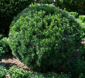 Taxus baccata (Tisa)