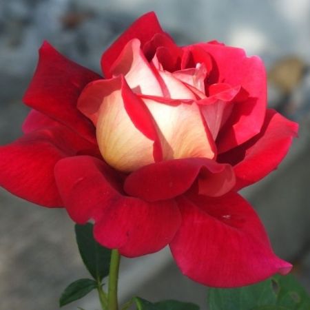 Kronenbourg, trandafirul de un rosu delicat pentru toate gradinile