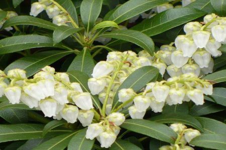 Pieris japonica sau un tufis de lacramioare