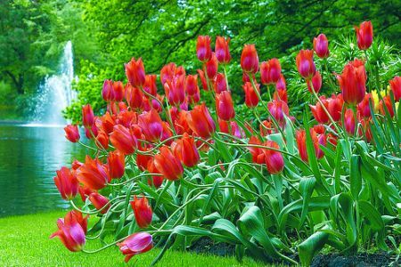 Gradina Keukenhof din Olanda