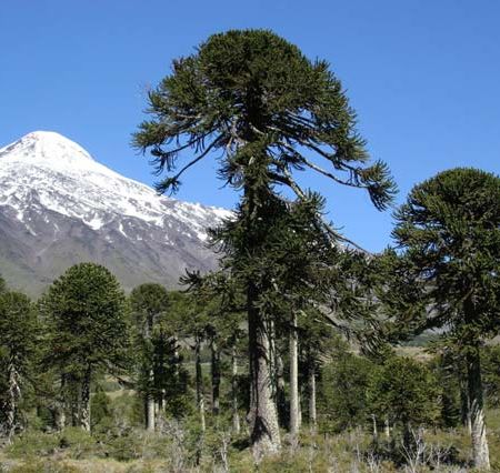 Parcul National Lanin, Argentina