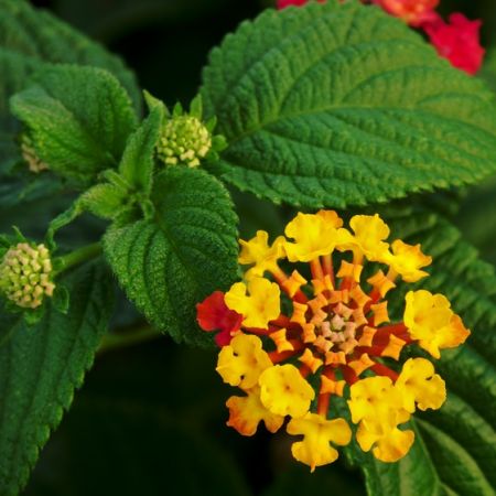 Lantana, flori care iubesc vara si caldura  