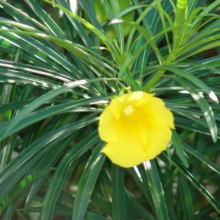 Thevetia peruviana - un alt fel de leandru
