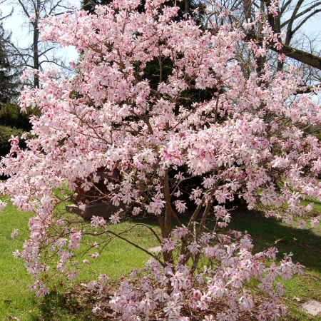 Magnolie Leonard Messel 