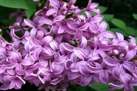 Simbolismul florilor de liliac 