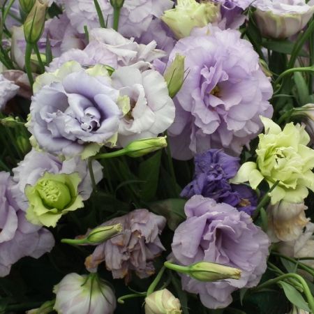 Magia florilor de Lisianthus 