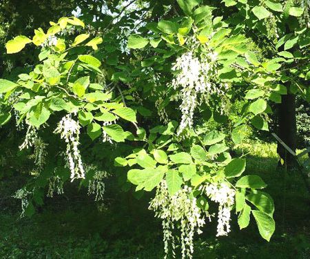 Cladrastis lutea - arborele cu lemn galben