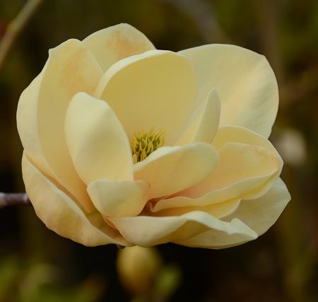 Magnoliile Honey Tulip 