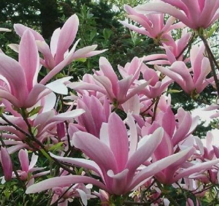 Magnoliile Betty 